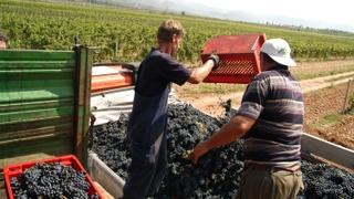 Kreće berba vinskih sorta grožđa: Bolest poharala brojne vinograde, a oni koji su opstali, imat će dobar urod
