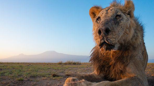 U Keniji ubijen lav Loonkiito - Avaz