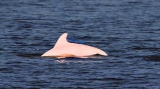 Rijedak ružičasti delfin viđen u vodama u blizini Luizijane