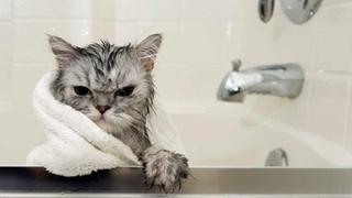 Česta dilema: Treba li mačke kupati
