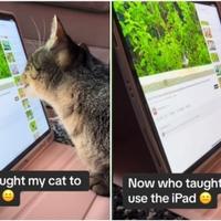 Video / Vlasnicu iznenadio talent njene mačke: "Ko ju je naučio da ovo radi?"