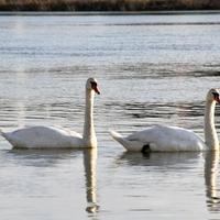 Par bijelih labudova uživa u sunčanom zimskom danu 