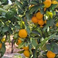 Ponovo otkriven nedopušteni pesticid u neretvanskim mandarinama