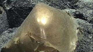 Čudesan predmet zlatnog sjaja pronađen na dnu okeana, naučnici zbunjeni