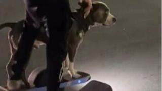 Pas koji vozi skejtbord postao hit: Video ima gotovo 60 miliona pregleda