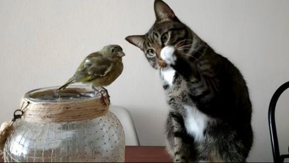 Maca i ptica - Avaz