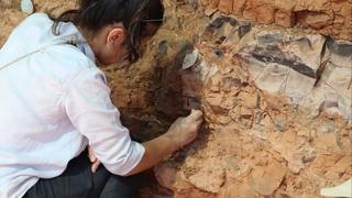 Fosili stari devet miliona godina pronađeni na jugozapadu Turske