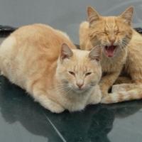 Veterinari na Kipru liječe bolesne mačke tabletama protiv COVID-19