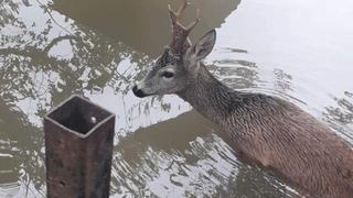 Momak u Kulen Vakufu spasio jelena iz poplava
