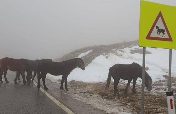 Divlji konji na cesti - Avaz