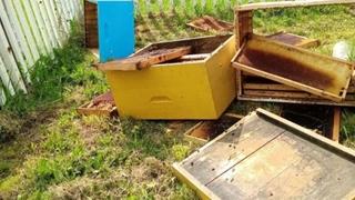 Medvjedi nanose velike štete pčelarima na Kupresu