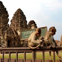 Ovo je grad kojim vladaju majmuni: Prava je turistička atrakcija