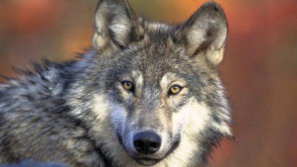 Mutirani vukovi evoluirali da prežive radioaktivno okruženje  - Avaz