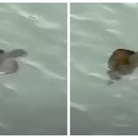 Snimak misterioznog stvorenja u moru zbunio ljude: "Šta je to?"