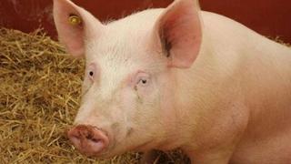 Ekspertski tim za afričku svinjsku kugu stiže u BiH