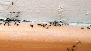 Kako se riješiti mrava iz kuće