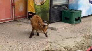 Lisica iznenadila stanovnike Švrakinog Sela: Trčala po ulici, tražila hranu 