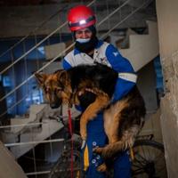 Amid quake's devastation, parallel rescue bid targets pets