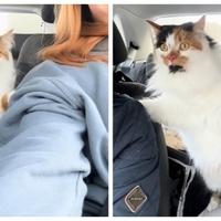 Vlasnici odveli mačku na prvu vožnju autom, nisu bili spremni na njenu reakciju