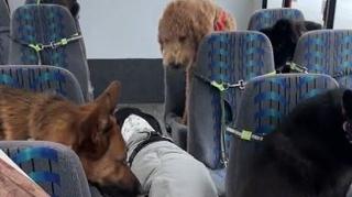 U ovom autobusu voze se samo psi: Bračni par se o njima brine kao da su djeca