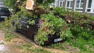 S lica mjesta: Jak vjetar srušio drvo u Tuzli, palo na automobil