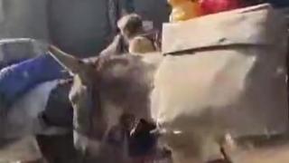 Video / Turisti s magarcima prošetali Sarajevom