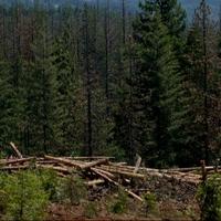 Nesreća u šumi kod Vlasenice: Muškarac poginuo tokom sječe drveća
