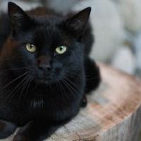 Važe za nosioce loše sreće: Kakva je narav crnih mačaka