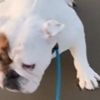 Video / Pas prvi put otišao na plažu, njegova reakcija je hit