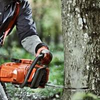 Tragedija u Austriji: Radnika iz BiH usmrtilo drvo