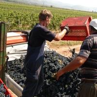 Kreće berba vinskih sorta grožđa: Bolest poharala brojne vinograde, a oni koji su opstali, imat će dobar urod