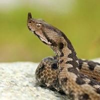 Da li često sanjate zmije: Stručnjaci otkrivaju šta nam nagovještava ova pojava i kad moramo biti na oprezu
