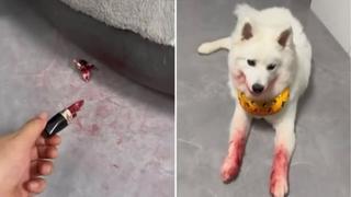 Pas se dočepao crvenog karmina, ali nije mogao „zataškati“ ko je krivac: Sve je očigledno