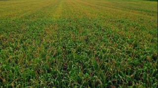 Marinković: Na usjevima pšenice se pojavila 'žuta hrđa' koja će prouzrokovati štete