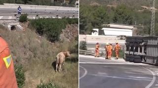 Vatrogasci imali pune ruke posla: Hvatali bikove nakon prevrtanja kamiona 
