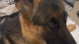 Video od 5 miliona pregleda: Vlasnica pronašla krompir koji je kujica čuvala, reakcija psa je hit