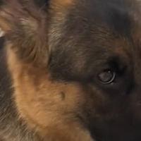 Video od 5 miliona pregleda: Vlasnica pronašla krompir koji je kujica čuvala, reakcija psa je hit