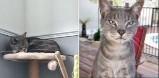 Mačak koji je pronađen 14 hiljada kilometara od svog doma napokon vraćen vlasnicima