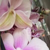 Ovih 5 stvari ubija vašu orhideju