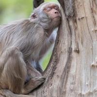 Naučnici pokreću umjetnu hibernaciju kod majmuna: Ovim metodom će olakšati ljudima