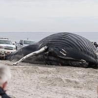 Na Kipru pronađeno sedam mrtvih kitova: Prvi slučaj ovakve vrste