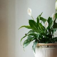 Cvijet koji mnogi imaju u svom domu: Upija prašinu