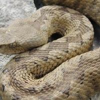 Zbog ugriza zmije otrovnice hospitalizirana tri pacijenta u Mostaru
