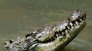 Užas u Australiji: Tijelo ribara pronađeno u krokodilu 