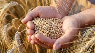 Cijena otkupa pšenice veoma niska na području Brčko distrikta
