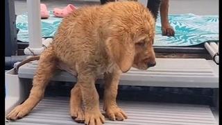 Rotvajler odlučio psiću ''pomoći'' da skoči u bazen
