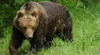 Medvjedi šetaju ulicama Kupresa, lovačka društva nemoćna