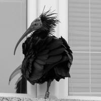 Poznat uzrok smrti ćelavog ibisa Gipsya: Boravio u dolini Neretve