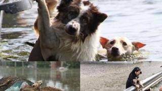 U slovenačkim poplavama izgubljene brojne životinje: Fotografije slamaju srca