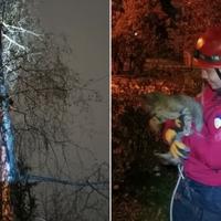 GSS Novi Grad spasio mačku s drveta